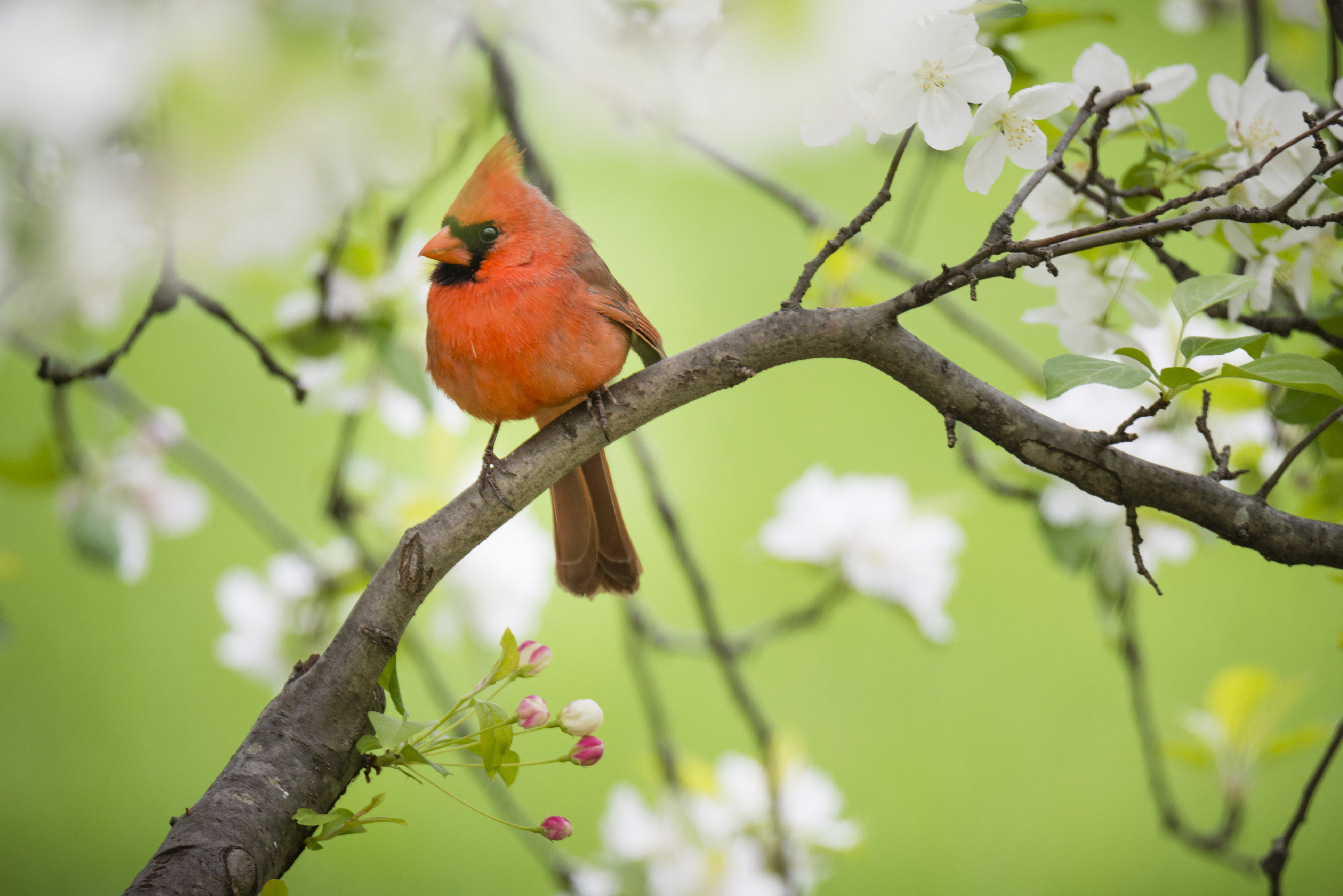 Cardinal
