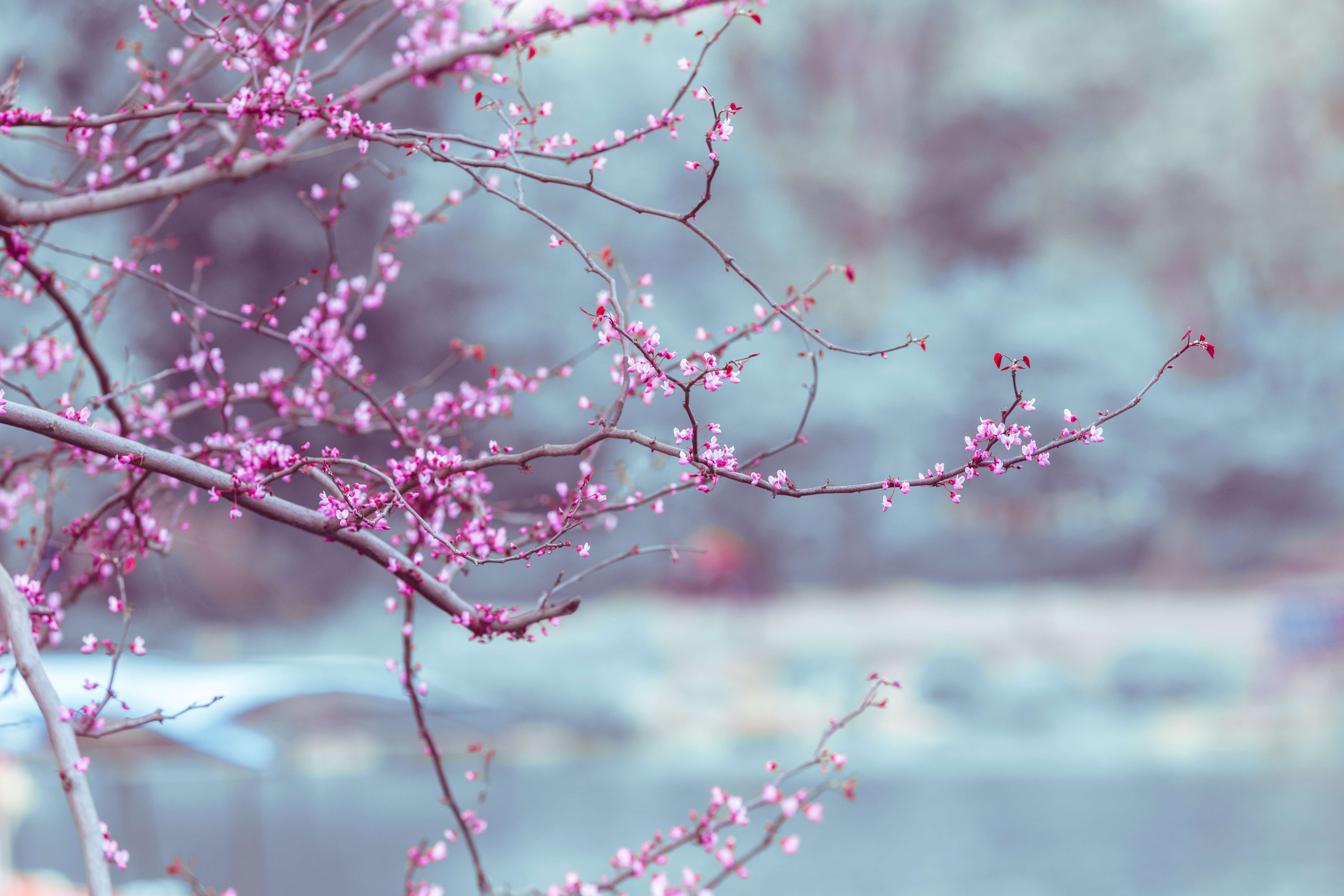 Redbuds1